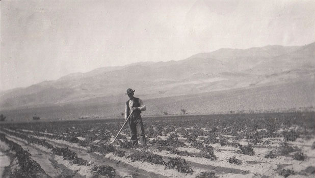 potato farm